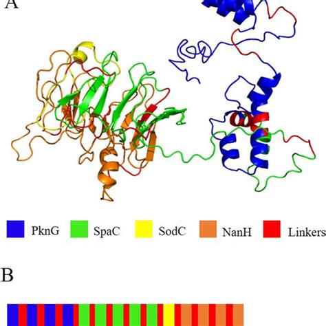 Chimera Model A Tertiary Protein Structures Predicted By I TASSER Were