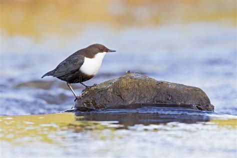 A White Throated Dipper Perched On A Rock In A Streaming Creek Stock