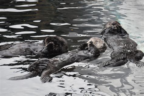 Enhydra Lutris Loutre De Mer Sea Otter Flickr