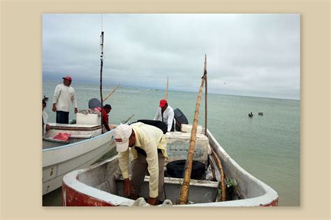 Inicia temporada de captura para pulpo en el Golfo de México