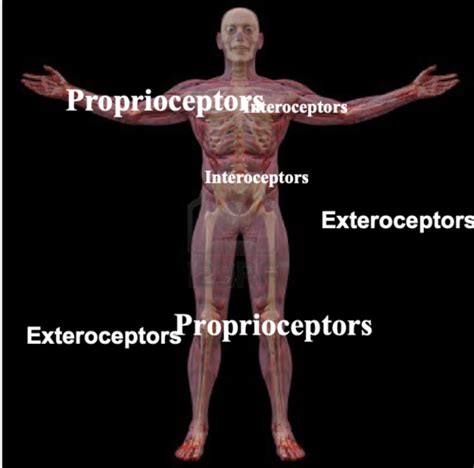 Ch Pns Sensory Receptors And Pns Plexi Flashcards Quizlet