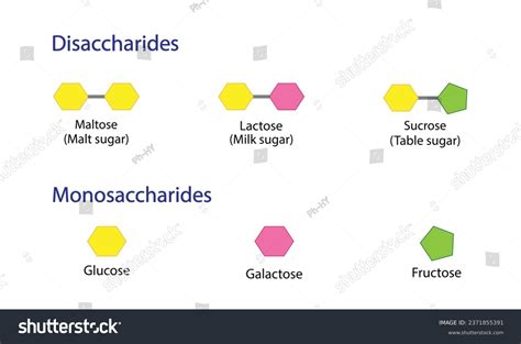 Carbohydrates Digestion Maltase Sucrase And Royalty Free Stock Vector 2371855391