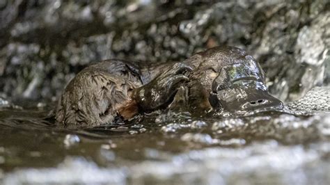 Saving The Hobart Rivulet Platypus Interview With Founder Pete Walsh