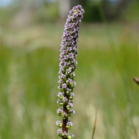 Triglochin Maritima Seaside Arrowgrass Satinflower Nurseries