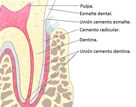 Cemento Radicular Qu Es El Cemento Radicular Dental Map