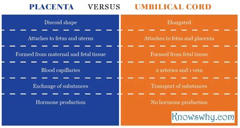 Difference Between Placenta And Umbilical Cord KnowsWhy