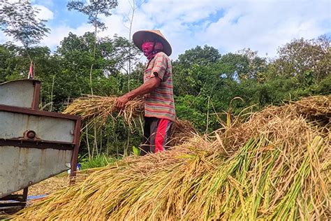 Kemarau 50 Hektare Lahan Padi Terancam Gagal Panen Produksi Gabah