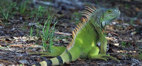 Iguana Facts For Kids 15 Fascinating Tidbits About These Amazing