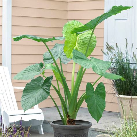 Upright Elephant Ears Alocasia Odora American Meadows