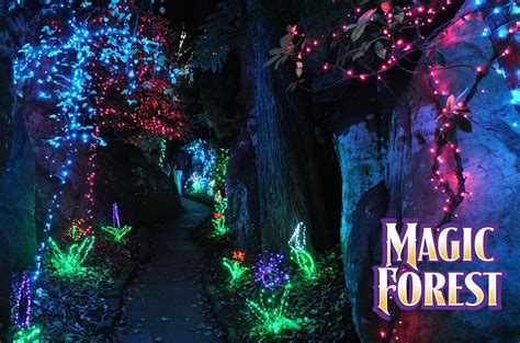 Enchanted Forest Christmas Lights • Christmas Lights Ideas