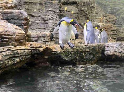 Cincinnati Zoo Exhibits: 11 Amazing Animals You Must See