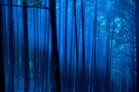 Japanese Forest Trees Karen Thomas Photography