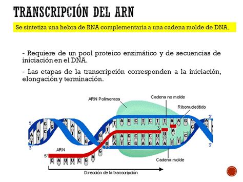 Transcripcion Del Adn Mind Map