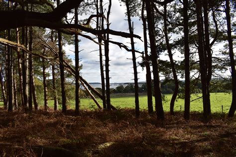 Holton Heaths Heathland And Woodland Great Scenic Journeys