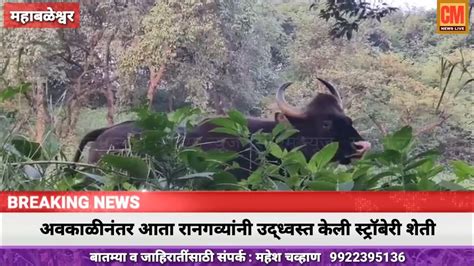 महाबळेश्वर आधी अवकाळीने नुकसान आता रानगव्यांनी उद्ध्वस्त केली स्ट्रॉबेरी शेती Youtube