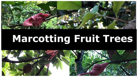 Marcotting Fruit Trees The Millennial Farmer Ph Youtube