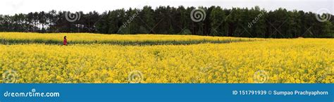 A Woman Admiring Canola Field Scenery Stock Image Image Of Field