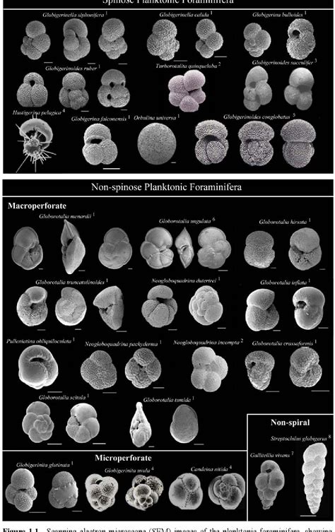 PDF Biogeography And Phylogenetics Of The Planktonic Foraminifera