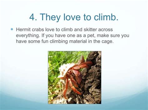 8 Fun Facts About Hermit Crabs PPT