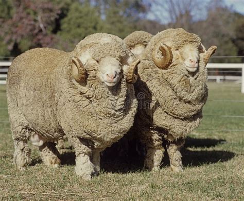 Stud Merino Rams Stock Photo Image Of Farm Australian 65384722