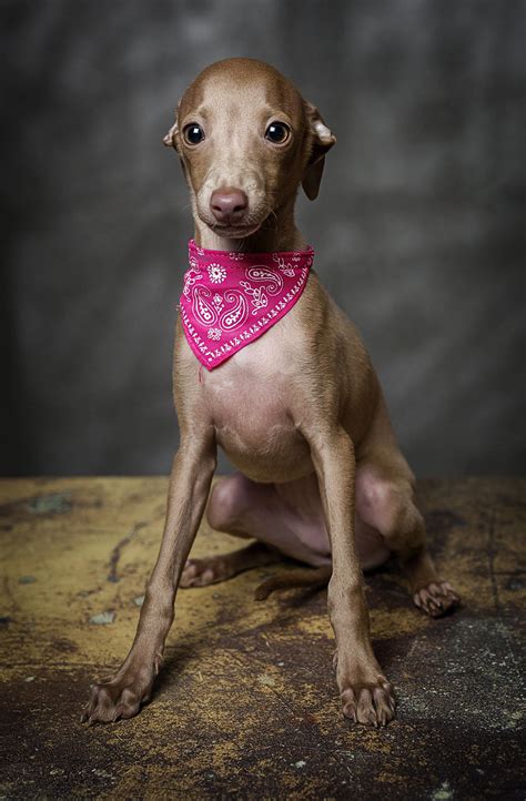 Portrait Of Little Italian Greyhound Studio Portrait Of Little