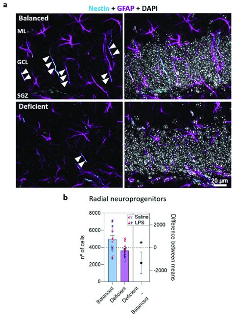 The N 3 Pufa Deficient Diet Reduced The Number Of Radial Progenitors In Download Scientific