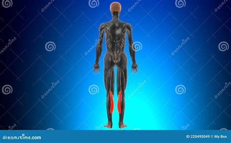 Medialer Kopf Der Gastrocnemius Muskelanatomie F R Medizinisches