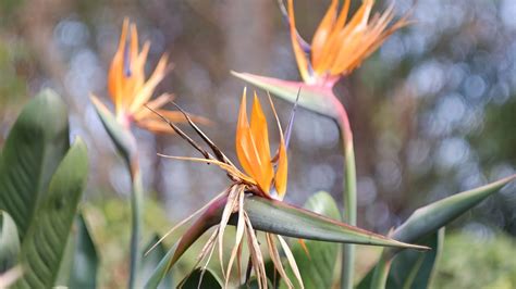 Strelitzia Nicolai C Mo Cuidar Esta Planta Y Decorar Con Ella Tu Hogar