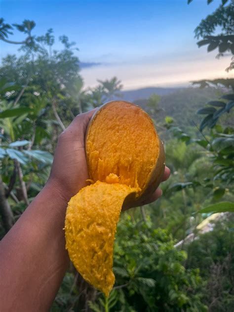 Julie Mango With A View Fruit Love Food Therapy Jamaica
