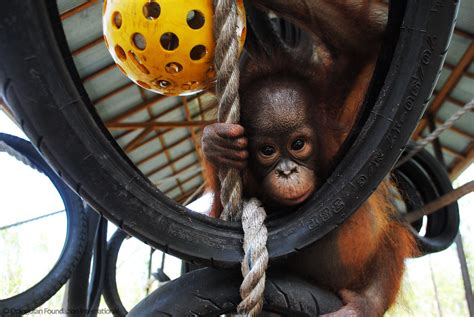 Looking into the eyes of an orangutan... – Official Orangutan ...