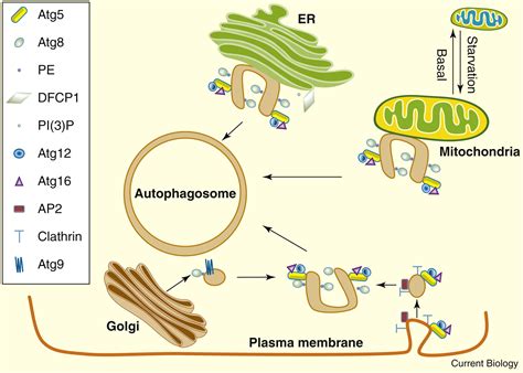 Mechanisms Of Autophagosome Biogenesis Current Biology