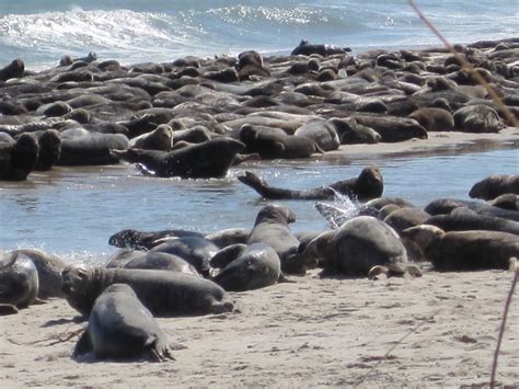 Seals On South Monomoy Island Seals Gather On South Monomo Flickr