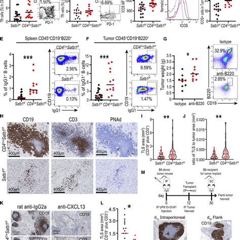 Decreased Expression Of Satb1 Promotes Tfh Cell Differentiation By