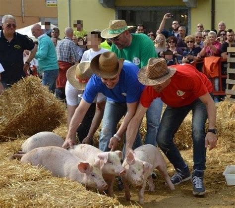 Cilavegna La Lav Si Scaglia Contro Il Palio Dei Maiali