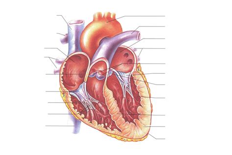 Frontal Section Of Heart Diagram Quizlet