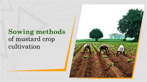 Mustard Farming In India Varieties Cultivation And Seed Rate