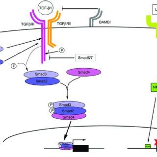 TGF β1 signaling plays a critical role in activation of HSCs hepatic