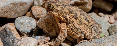 Cane Toads and Bufo Frogs – Pets’ worst enemies | Haggerty Services