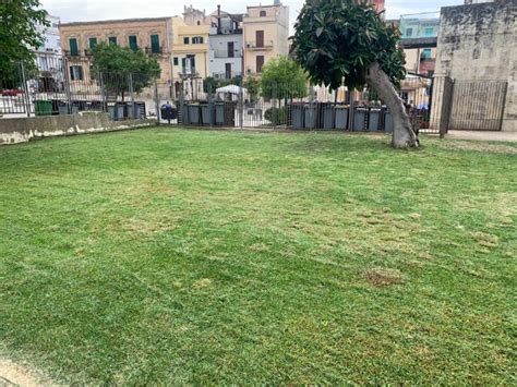 Taglio Del Prato E Raccolta Degli Aghi Giardino Ibleo Comune Di Ragusa