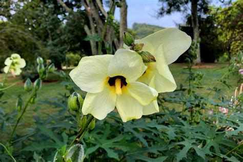 Sunset Hibiscus Abelmoschus Manihot Thomas Jeffersons Monticello