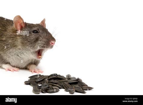 Rat rodent teeth hi-res stock photography and images - Alamy