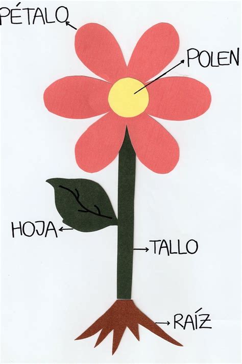 Partes de la flor para niños - Imagui