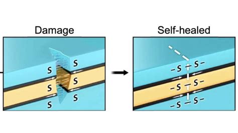 Scientists Create Iontronic Skin With Fast Self Healing Function Cgtn