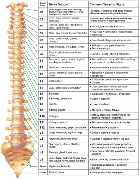 Printable Spinal Nerve Chart