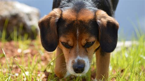 Wallpaper Animals Grass Closeup Beagles Harrier Puppy Fauna