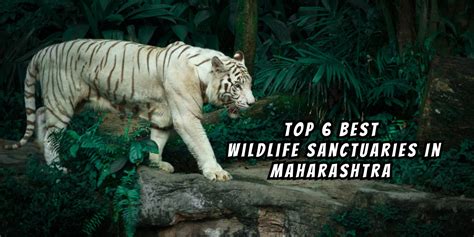 Top 6 Best Wildlife Sanctuaries In Maharashtra - Travel Tricky