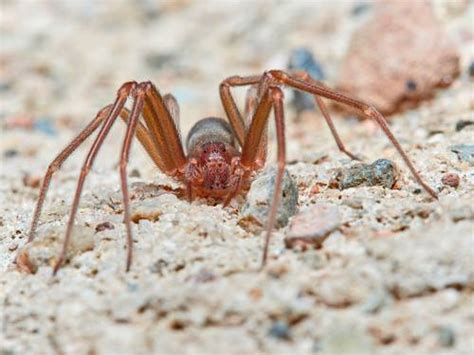 La Jornada Descubren Especies De Ara As De Tela En Embudo En Cuevas