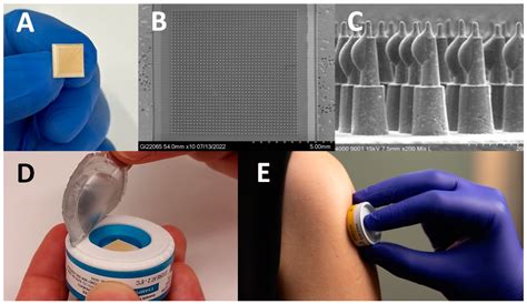 Vaccines Free Full Text Safety Tolerability And Immunogenicity Of