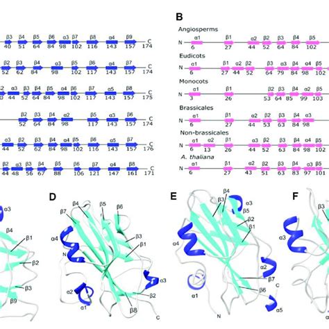 Protein Secondary And Tertiary Structures Of Ft And Tfl A Secondary