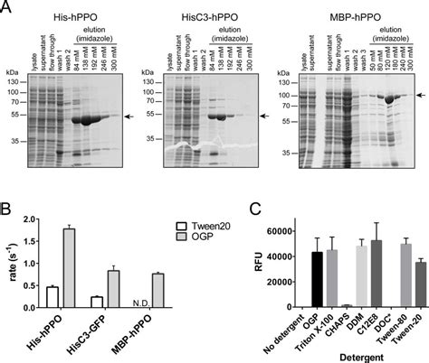 Prokaryotic Hppo Expression Purification And Enzymatic Activity A